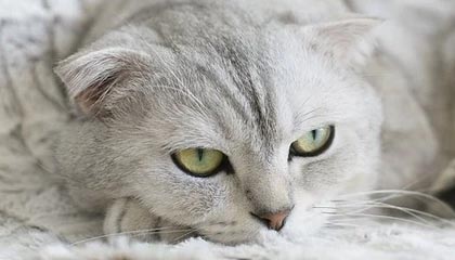 爱游戏体育（AYX）官方APP下载-足球文化推广列入中小学文体项目计划，小学校园足球文化建设方案