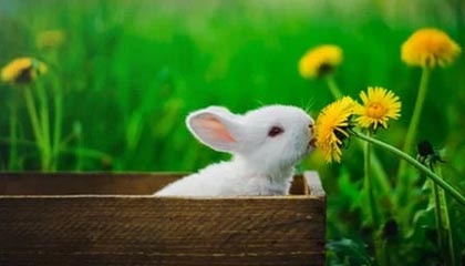 AYXSPORTSAPP-川崎前锋锋线搭档表现亮眼，川崎前锋分析