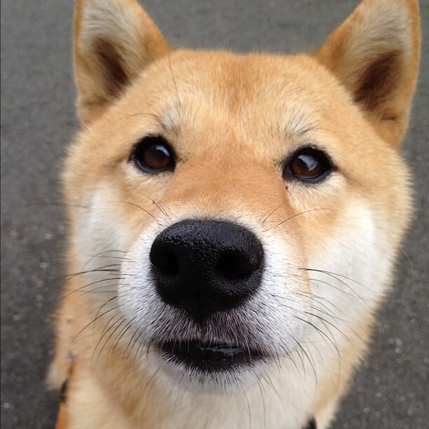 爱游戏电竞官网-欧洲国家队纷纷出击，争夺殊荣的角逐即将揭开序幕，欧洲国家队阵容