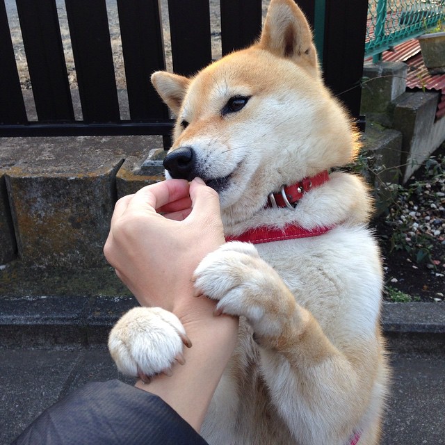 爱游戏-东京新星引领日本奥运足球攻势，东京足球奥运预选赛