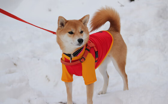中国三人女篮表现突出 战绩连创新高,中国三人女篮实力