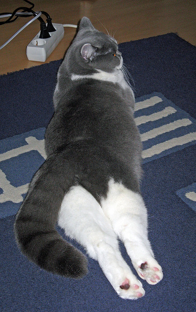 体育新闻中心上线体育创作者信用评价体系,体育新闻评论案例