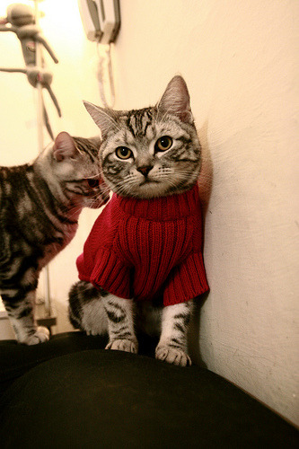 新加坡队在国际乒联混合团体世界杯的战术执行力与技术突破,乒乓 新加坡