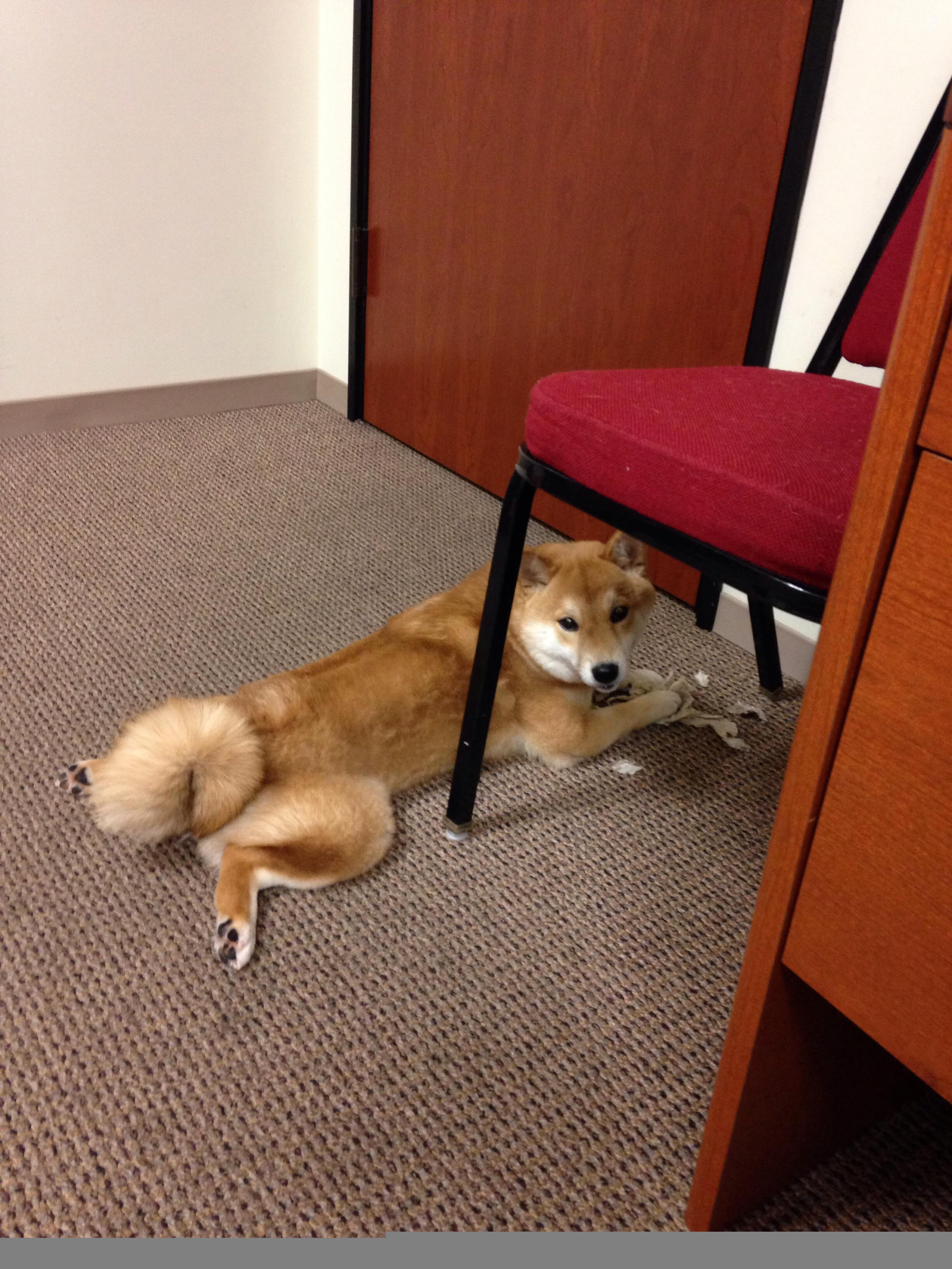 爱游戏娱乐-波兰队赛制解析：赛制下的节奏控制与比赛推进策略，波兰队打法