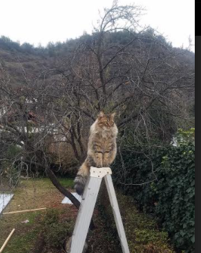 爱游戏app-球队是否在对阵强队时主动降低控球时间打反击，对方球队