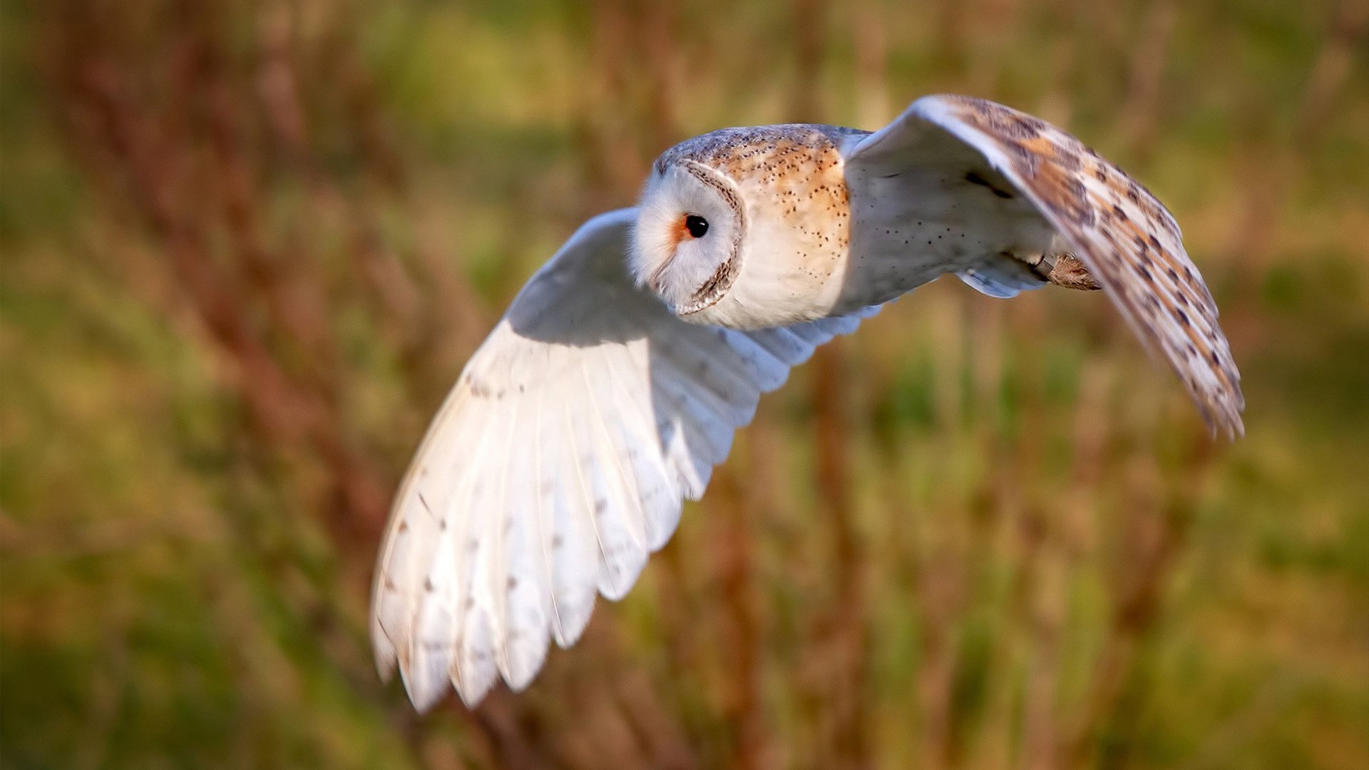 自由搏击赛事竞技水平提升明显,自由搏击含金量最高的赛事