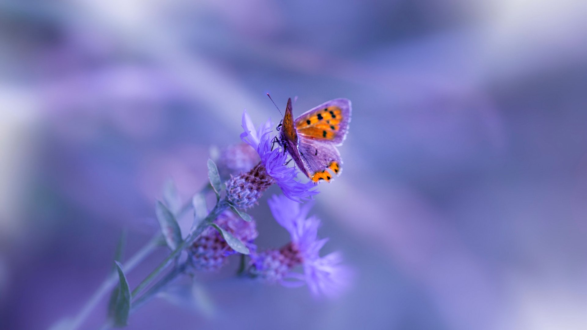 爱游戏在线登录入口-阵容完整性是否影响五大联赛强队心理稳定性，阵容齐全