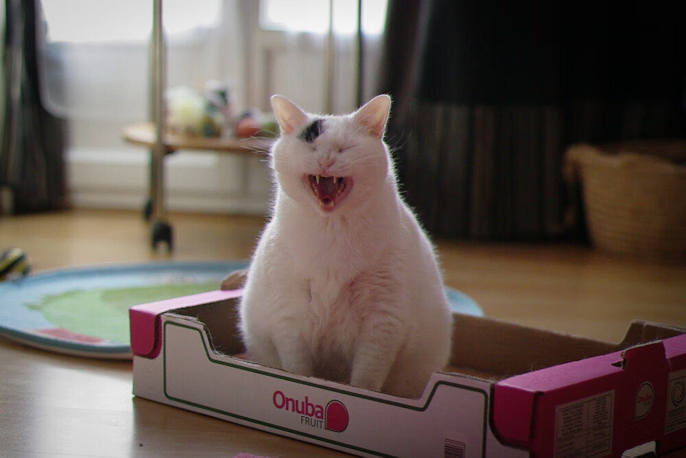 “美洲狮队进军橄榄球冠军赛决赛，世界橄榄球格局或将改变”