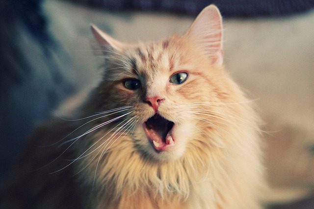 克洛普继续创新战术,带领利物浦向更高峰迈进