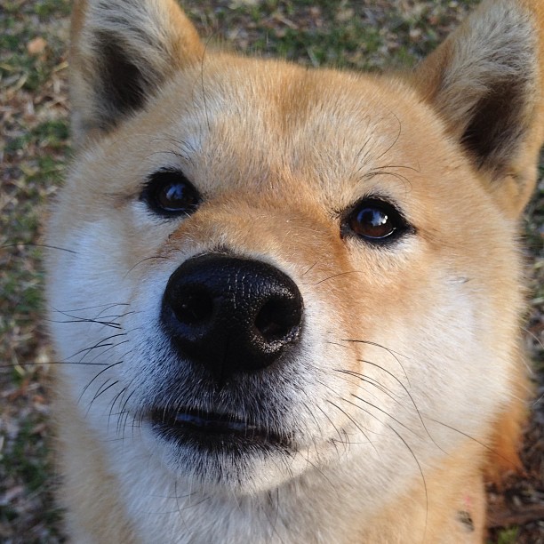 国家队技术分析小组扩大编制强化战术反馈机制