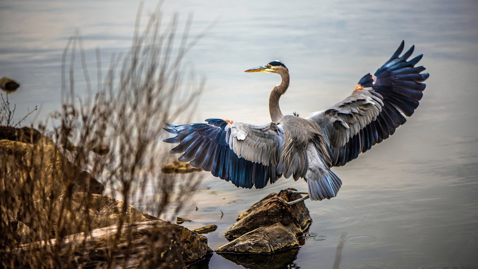 爱游戏登录入口-莱昂·马尔尚男子200米个人混合泳表现抢眼，里约男子200米混合泳